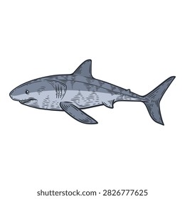 Grey shark, predator fish vector illustration, marine wildlife, ocean animal, hand-drawn sea creature, isolated on white