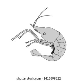 grey shrimp isolate suitable for icons or logos
