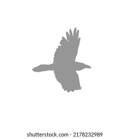 Grey silhouette of a flying crow on white background. Vector illustration.
