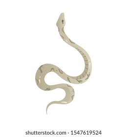 Grey snake with pattern on skin - dangerous serpent animal drawing isolated on white background. Hand drawn reptile from top view - vector illustration.