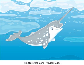 Grey spotted narwhal with a long tusk swimming under ice in blue water of a polar sea, vector illustration in a cartoon style