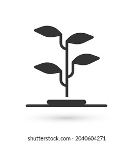 Grey Sprout icon isolated on white background. Seed and seedling. Leaves sign. Leaf nature.  Vector