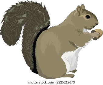 Grey Squirrel with Acorn Vector Illustration