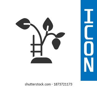 Grey Strawberry bush with berries icon isolated on white background.  Vector