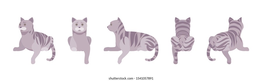 Grey striped Cat lying. Active healthy kitten with mackerel tabby colored fur, cute funny pet, playful companion. Vector flat style cartoon illustration isolated on white background, different views