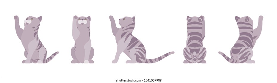 Grey striped Cat playing. Active healthy kitten with mackerel tabby colored fur, cute funny pet, playful companion. Vector flat style cartoon illustration isolated, white background, different views