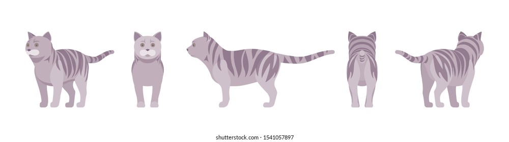 Grey striped Cat standing. Active healthy kitten with mackerel tabby colored fur, cute funny pet, playful companion. Vector flat style cartoon illustration isolated on white background, different view