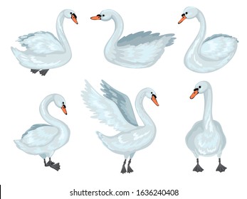 Grey swans in different poses. Walk near pond or lake. Family of wild birds, waterfowl. Cute hand drawn animals. Isolated on white background. Cartoon flat style vector illustration.