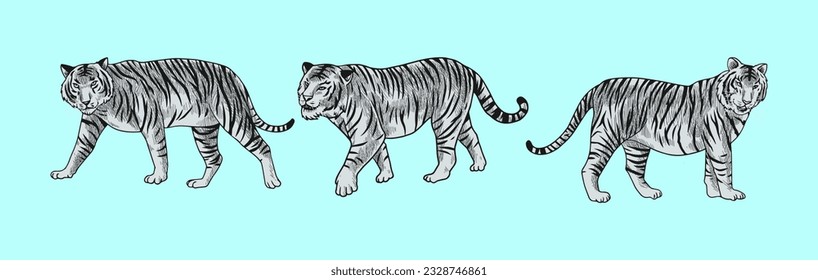 grey tiger  vector illustration with shading consisting of three images