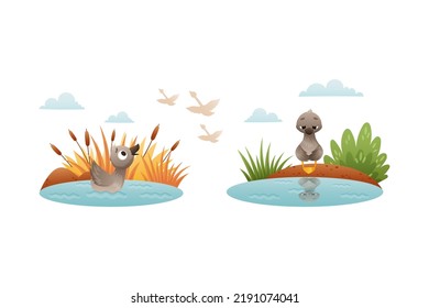 Grey Ugly Duckling Floating in Pond with Reeds as Little Creature from Fairytale Vector Set