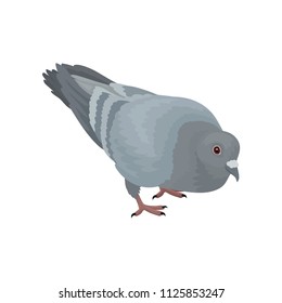 Grey urban pigeon bird vector Illustrations on a white background