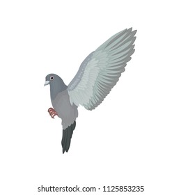 Grey urban pigeon flying vector Illustrations on a white background