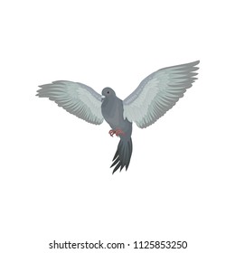 Grey urban pigeon with outstretched wings vector Illustrations on a white background