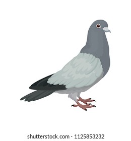 Grey urban pigeon, side view vector Illustrations on a white background