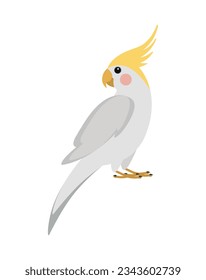 Grey vector cockatiel parrot isolated on white background	
