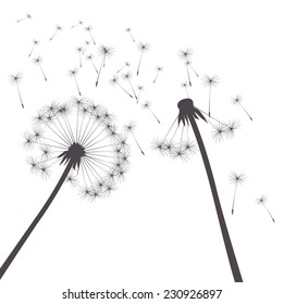 grey vector dandelions
