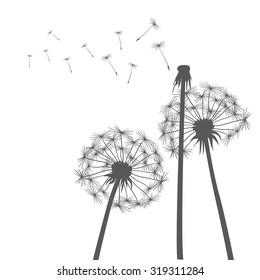 Grey vector dandelions