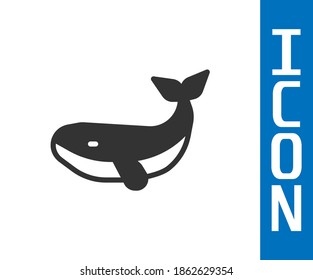 Grey Whale icon isolated on white background.  Vector