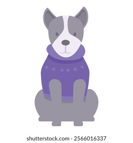 Grey and white dog is sitting and wearing a purple sweater