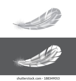 Grey and white feathers isolated vector illustration