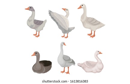 Grey and White Geese Standing with Stretched Wings and Sitting on the Ground Vector Illustrations