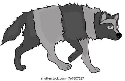 grey wild wolf