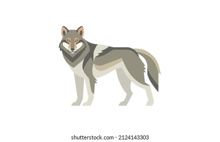 Lobo gris (Canis lupus), animal salvaje nativo norteamericano aislado de vectores planos