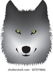 grey wolf with green eyes vector on white