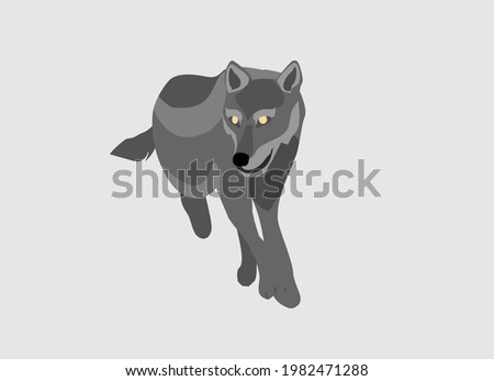 Grey Wolf running . Powerfull of a dangerous predator animal. A wild  animal with gray fur. Front view. Vector illustration isolated on  white 