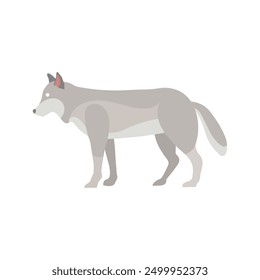 Un lobo gris de pie y mirando hacia adelante.