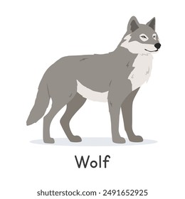 Grey wolf vector illustration, cartoon clipart character, animal in flat style. Wild animals, wild creatures, wildlife concept. Gray wolf vector design isolated on white background