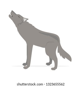 Grey wolf wild animal isolated on white background