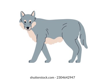 Grey wolf, wild forest canine animal. Carnivore, wood beast. Canis lupus, carnivorous mammal standing looking. Flat vector illustration isolated on white background