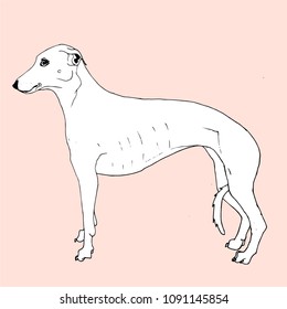 Greygound dog on pink pastel background. Line art. Hand drawn. Vector illustration. 