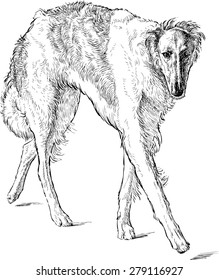 greyhound