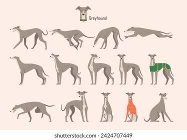 Greyhound Behavior Bundle Set. flat vector illustration.