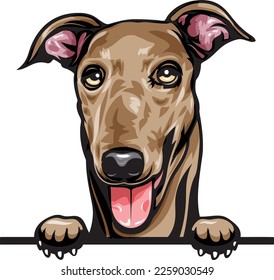 Greyhound Color Peeking Dogs. Color image of a dogs head isolated on a white background. Dog portrait, Vector illustration