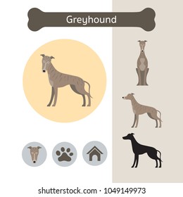 Greyhound Dog Breed Infographic, Illustration, Front and Side View, Icon