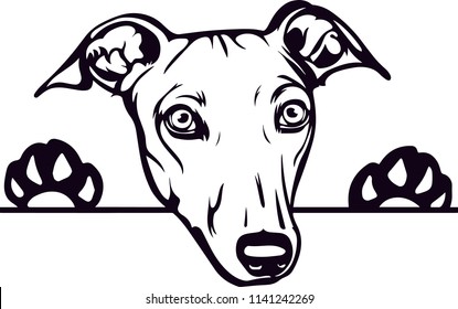 Greyhound dog breed pet 