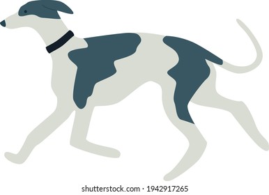 Greyhound dog Flat vector illustration set