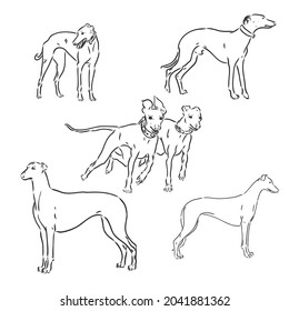 greyhound dog freehand pencil, hand drawn, isolated on white background.
