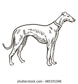 greyhound dog freehand pencil, hand drawn, isolated on white background.