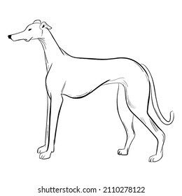 Greyhound dog isolated on white background. Hand drawn dog breed vector sketch.