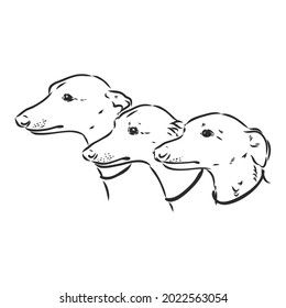 Greyhound dog - isolated vector illustration greyhound hound vector
