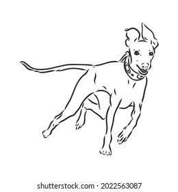 Perro de Greyhound: ilustración vectorial aislada, vector de heound