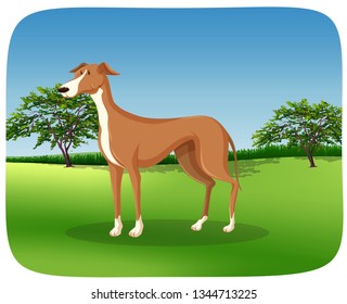 A greyhound dog on nature frame illustration