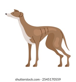 Icono del animal doméstico del perro del galgo aislado