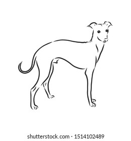greyhound dog sketch, contour vector illustration 