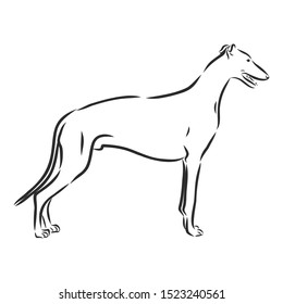 Greyhound dog sketch, contour vector illustration 