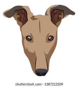 Greyhound illustration vector on white background